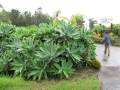 Habit at Kula Botanical Garden, Maui, Hawaii, USA. March 07, 2011.