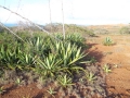 Habit at Moaulaiki, Kahoolawe, Hawaii, USA. December 18, 2013.