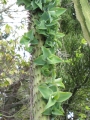 Fruiting stalk with bulbils at Enchanting Floral Gardens of Kula, Maui, Hawaii, USA. March 12, 2012.