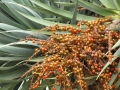 Fruit and leaves at Kula, Maui, Hawaii, USA. April 03, 2012.