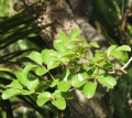 Leaves at Enchanting Floral Gardens of Kula, Maui, Hawaii. March 01, 2012.