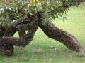 Trunk at Makawao, Maui, Hawaii. April 16, 2009.jpg