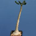 Adenium socotranum. In culture,