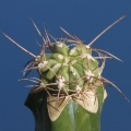 Copiapoa solaris (grafted)