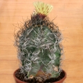 Astrophytum capricorne, a 25 years old specimen.