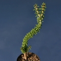 Portulacaria afra is usually grown grafted on Portulacaria afra