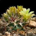 Echinocereus davisii SB 426 Locality: Brewster County, Texas, USA.