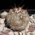 Copiapoa melanohystrix juvenile specimen.