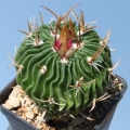 Echinofossulocactus erectocentrus Z126 West Dr.Arroyo, NL MX.