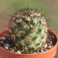 Mammillaria fraileana La Paz