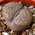 Lithops bromfieldii insularis Keimoes.jpg