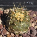 Copiapoa gigantea n. Paposo, Antofagasta, Chile. Juvenile specimen.