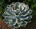 Agave potatorum ''Kichijokan'' (marginata alba)