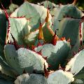 The leaves have large rusty coloured teeth and a long sharp terminal spine that contrasts well with the pale leaf colour.