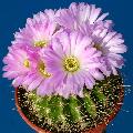 Acanthocalycium spiniflorus ''violaceum'' Field number: P110a