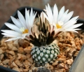 Turbinicarpus valdezianus  var. albiflorus. Matehuala, San Luis Potosí, Mexico. A six-year-old plant showing the typical white