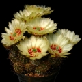 Echinocereus papillosus var. angusticeps (Yellow Alicoche)