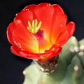 Very nice bright red flowers with green stigma.