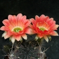 Echinopsis pentlandii