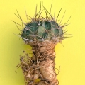 Echinopsis pentlandii ( Root system.)