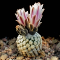 Turbinicarpus valdezianus Monclova