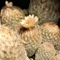 Apical spines in mature plants take a reddish tinge, especially if wet.