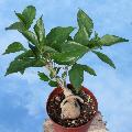 A young ''Bonsai'' of Baobab (Adansonia digitata)